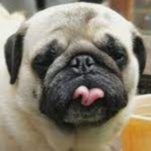 Meet your Posher, Riley